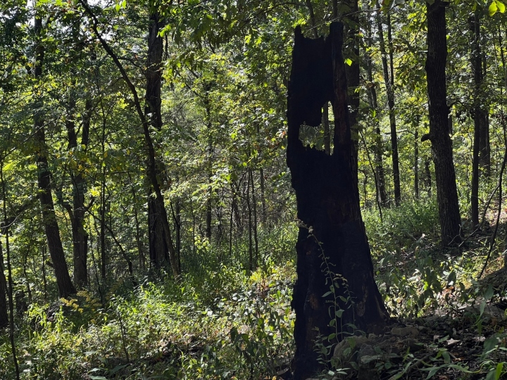 Herp habitat